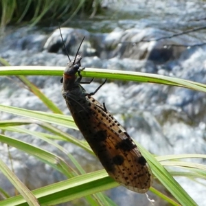 Archichauliodes (Riekochauliodes) guttiferus at Cotter River, ACT - 17 Dec 2017