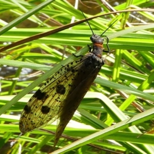 Archichauliodes (Riekochauliodes) guttiferus at Cotter River, ACT - 17 Dec 2017 03:38 PM