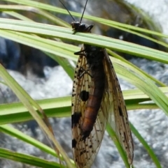 Archichauliodes (Riekochauliodes) guttiferus at Cotter River, ACT - 17 Dec 2017 03:38 PM