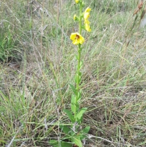 Verbascum virgatum at Griffith, ACT - 18 Dec 2017