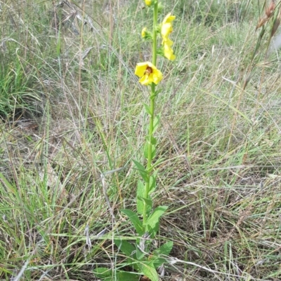 Verbascum virgatum (Green Mullein) at Griffith, ACT - 17 Dec 2017 by ianandlibby1