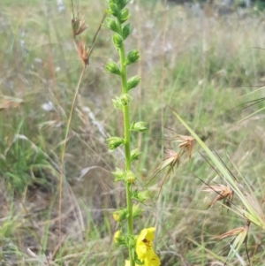 Verbascum virgatum at Griffith, ACT - 18 Dec 2017