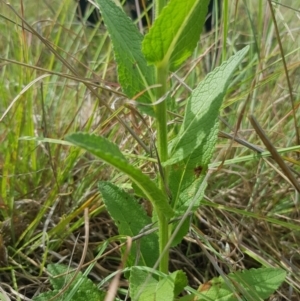 Verbascum virgatum at Griffith, ACT - 18 Dec 2017