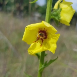 Verbascum virgatum at Griffith, ACT - 18 Dec 2017