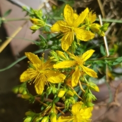 Hypericum perforatum (St John's Wort) at Griffith Woodland - 17 Dec 2017 by ianandlibby1