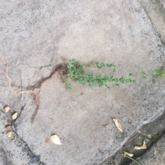 Hypericum perforatum at Griffith, ACT - 18 Dec 2017