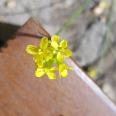 Hirschfeldia incana at Griffith, ACT - 18 Dec 2017