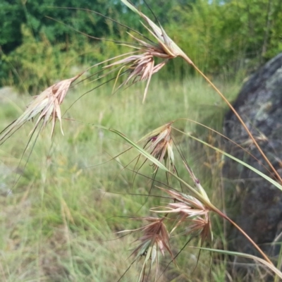 Themeda triandra (Kangaroo Grass) at Griffith, ACT - 17 Dec 2017 by ianandlibby1