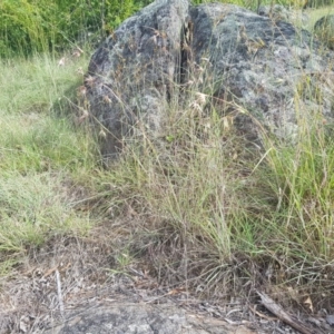 Themeda triandra at Griffith, ACT - 18 Dec 2017