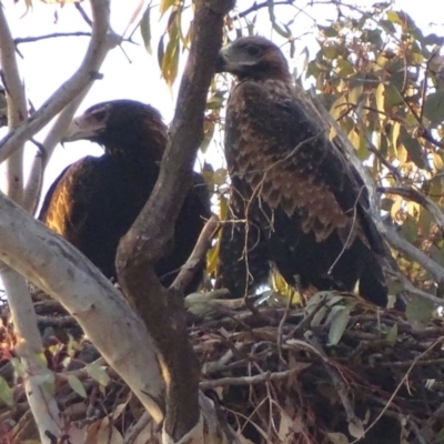Aquila audax (Wedge-tailed Eagle) at Isaacs, ACT - 15 Nov 2017 by roymcd
