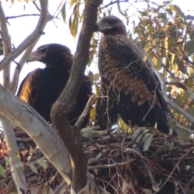 Aquila audax (Wedge-tailed Eagle) at Isaacs, ACT - 16 Nov 2017 by roymcd