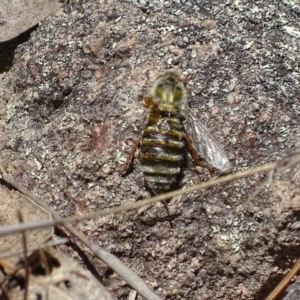 Trichopsidea oestracea at Jerrabomberra, ACT - 22 Nov 2017