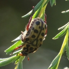 Neorrhina punctatum (Spotted flower chafer) at Paddys River, ACT - 17 Dec 2017 by roymcd