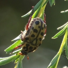 Neorrhina punctata (Spotted flower chafer) at Paddys River, ACT - 17 Dec 2017 by roymcd