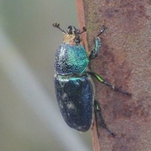 Lamprima aurata at Paddys River, ACT - 17 Dec 2017