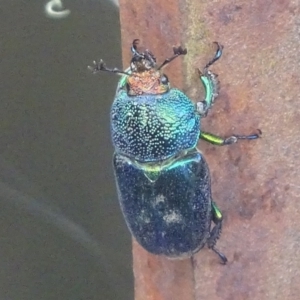 Lamprima aurata at Paddys River, ACT - 17 Dec 2017 05:48 PM