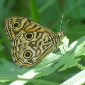 Geitoneura acantha at Paddys River, ACT - 17 Dec 2017