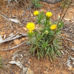 Rutidosis leptorhynchoides (Button Wrinklewort) at Red Hill Nature Reserve - 18 Dec 2017 by nath_kay