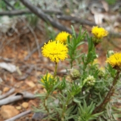 Rutidosis leptorhynchoides at Deakin, ACT - 18 Dec 2017