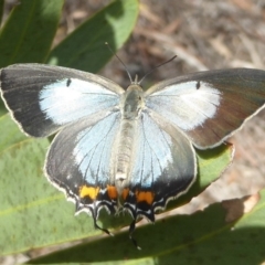 Jalmenus evagoras (Imperial Hairstreak) at Acton, ACT - 18 Dec 2017 by Christine