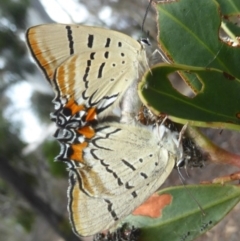 Jalmenus evagoras at Acton, ACT - 18 Dec 2017