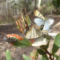 Jalmenus evagoras at Acton, ACT - 18 Dec 2017