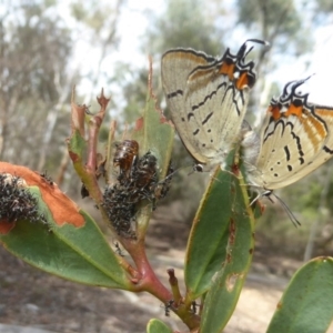 Jalmenus evagoras at Acton, ACT - 18 Dec 2017