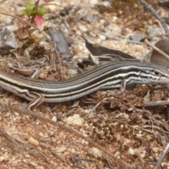 Ctenotus taeniolatus (Copper-tailed Skink) at Acton, ACT - 17 Dec 2017 by Christine