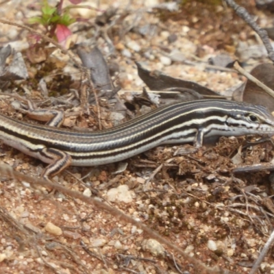 Ctenotus taeniolatus (Copper-tailed Skink) at Acton, ACT - 17 Dec 2017 by Christine