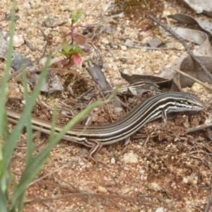 Ctenotus taeniolatus at Acton, ACT - 18 Dec 2017 12:00 AM