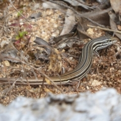 Ctenotus taeniolatus at Acton, ACT - 18 Dec 2017