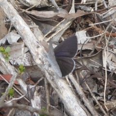 Erina hyacinthina (Varied Dusky-blue) at Acton, ACT - 18 Dec 2017 by Christine