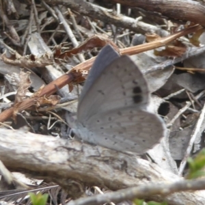 Erina hyacinthina at Acton, ACT - 18 Dec 2017 12:00 AM