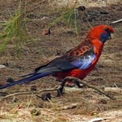 Platycercus elegans (Crimson Rosella) at Acton, ACT - 18 Dec 2017 by RodDeb