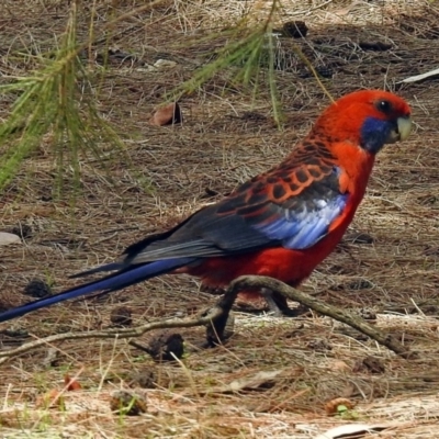 Platycercus elegans (Crimson Rosella) at Acton, ACT - 17 Dec 2017 by RodDeb