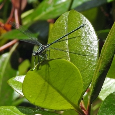 Austroargiolestes icteromelas (Common Flatwing) at ANBG - 17 Dec 2017 by RodDeb