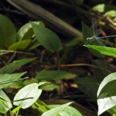 Austroargiolestes icteromelas at Acton, ACT - 18 Dec 2017