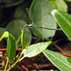 Austroargiolestes icteromelas at Acton, ACT - 18 Dec 2017 10:43 AM