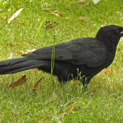 Corcorax melanorhamphos (White-winged Chough) at Acton, ACT - 18 Dec 2017 by RodDeb