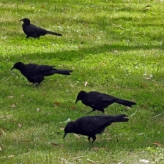 Corcorax melanorhamphos at Acton, ACT - 18 Dec 2017 10:03 AM