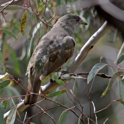 Ptilonorhynchus violaceus (Satin Bowerbird) at Acton, ACT - 18 Dec 2017 by RodDeb