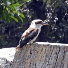 Dacelo novaeguineae (Laughing Kookaburra) at Acton, ACT - 17 Dec 2017 by RodDeb