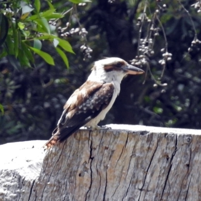 Dacelo novaeguineae (Laughing Kookaburra) at Acton, ACT - 18 Dec 2017 by RodDeb