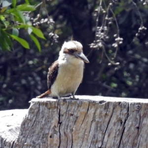 Dacelo novaeguineae at Acton, ACT - 18 Dec 2017