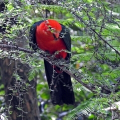 Alisterus scapularis (Australian King-Parrot) at Acton, ACT - 18 Dec 2017 by RodDeb