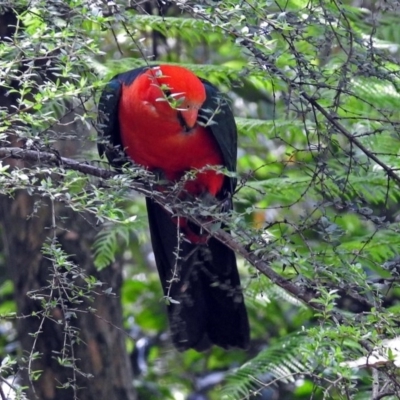 Alisterus scapularis (Australian King-Parrot) at ANBG - 17 Dec 2017 by RodDeb