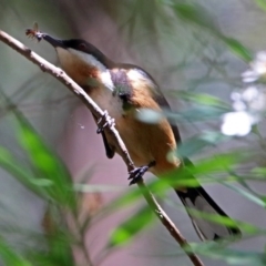 Acanthorhynchus tenuirostris (Eastern Spinebill) at Acton, ACT - 17 Dec 2017 by RodDeb