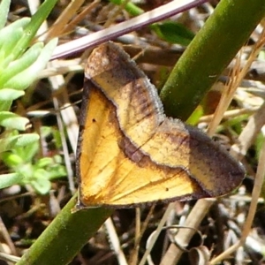 Anachloris subochraria at Molonglo Valley, ACT - 15 Dec 2017