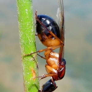 Camponotus consobrinus at Molonglo Valley, ACT - 15 Dec 2017