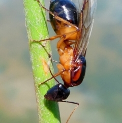 Camponotus consobrinus at Molonglo Valley, ACT - 15 Dec 2017